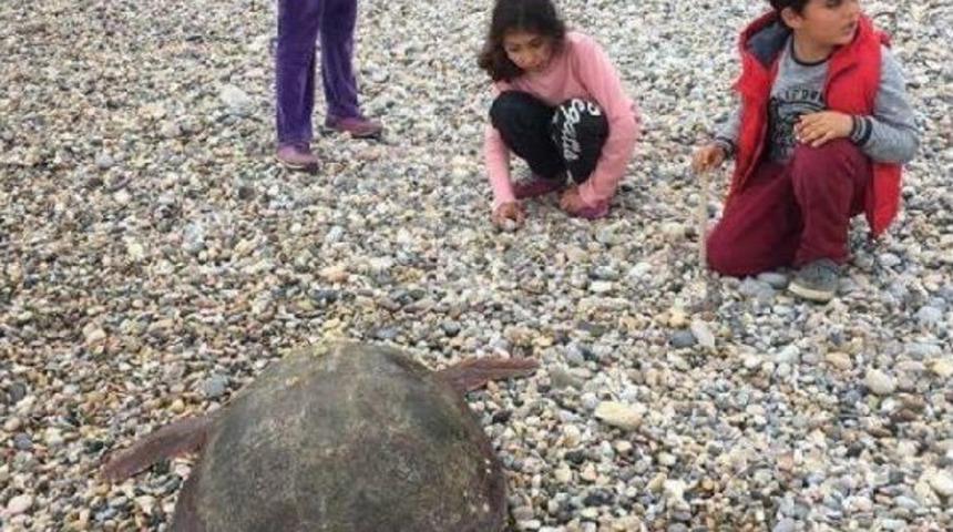 Caretta Caretta Sahile Vurdu