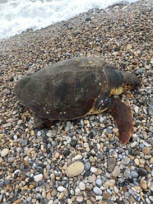 Caretta Caretta Sahile Vurdu