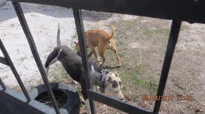 K&ouml;pek D&ouml;v&uuml;ş&uuml;ne Hayvanseverlerden Tepki