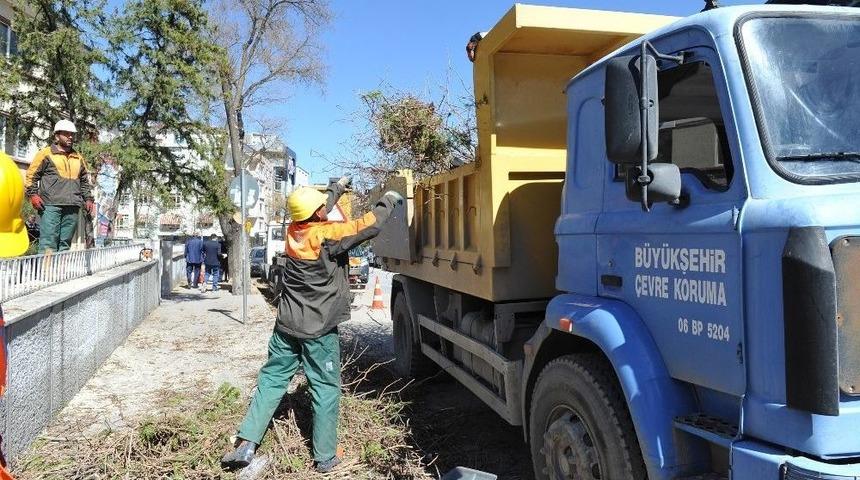 B&uuml;y&uuml;kşehirden, Ağa&ccedil;lara Bakım