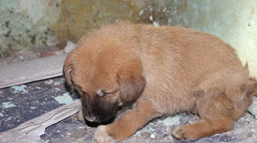 Apartman Boşluğuna D&uuml;şen Yavru K&ouml;peği İtfaiye Ekipleri Kurtardı