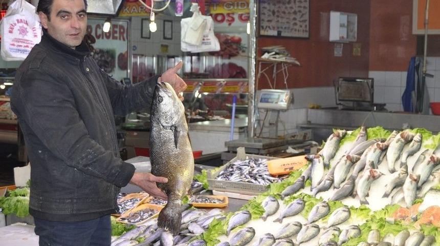 Taze Balık Mı, Dondurulmuş Balık Mı?