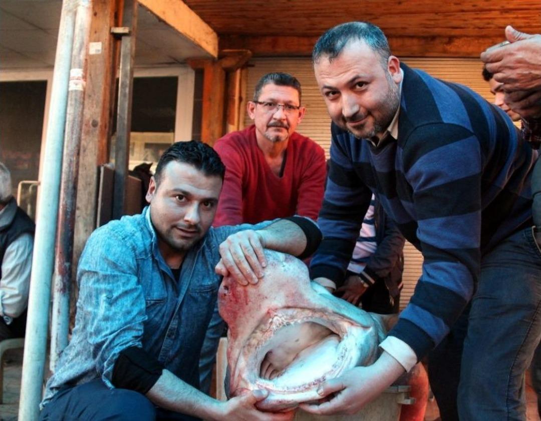 Mersin&rsquo;de Balık&ccedil;ıların Ağına Dev K&ouml;pek Balığı Takıldı