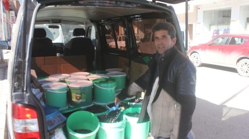 Ağrı&rsquo;da Gemlik Zeytinine Yoğun İlgi