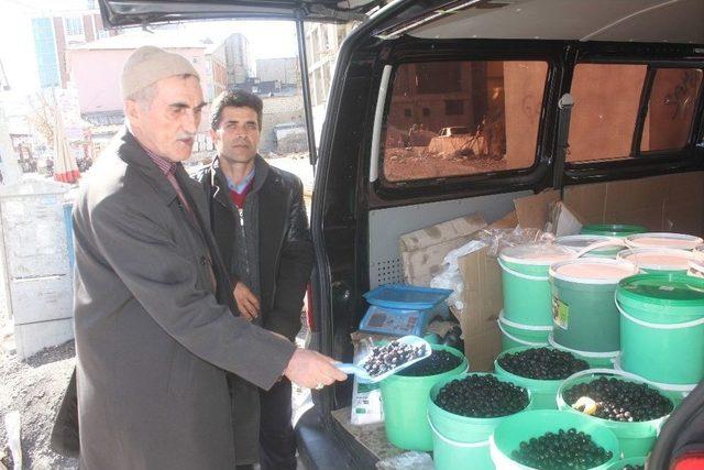 Ağrı’da Gemlik Zeytinine Yoğun İlgi