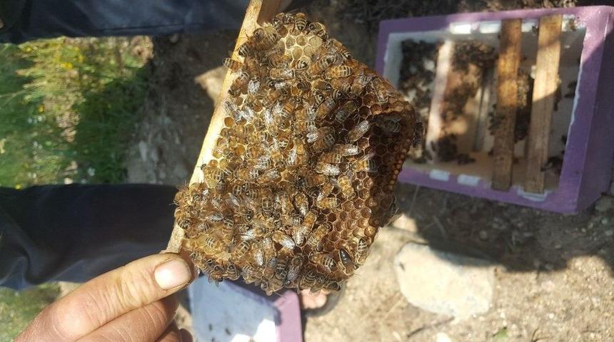 B&uuml;y&uuml;kşehirden Arıcılara B&uuml;y&uuml;k Destek