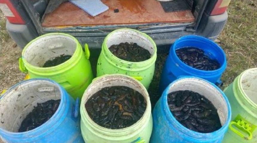 Edirne&rsquo;De 500 Kilo Ka&ccedil;ak Deniz Patlıcanı Ele Ge&ccedil;irildi