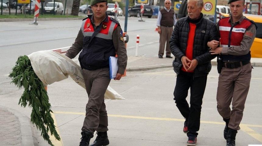 Antalya&rsquo;da 521 K&ouml;k Hint Keneviri Ele Ge&ccedil;irildi