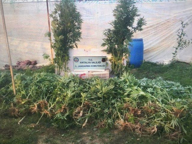 Antalya&rsquo;da 521 K&ouml;k Hint Keneviri Ele Ge&ccedil;irildi 1