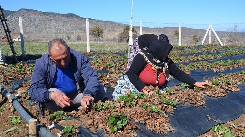 &Ccedil;ilek &Uuml;reticileri Yeni Sezon İ&ccedil;in Hazırlıklara Başladı