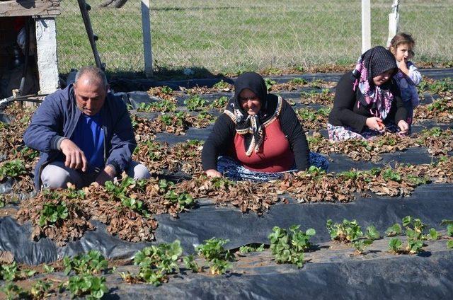 Çilek Üreticileri Yeni Sezon İçin Hazırlıklara Başladı