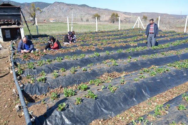 Çilek Üreticileri Yeni Sezon İçin Hazırlıklara Başladı