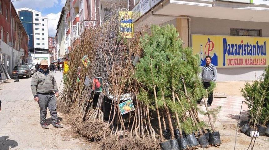 Sorgun&rsquo;da Fidan Satışları Başladı