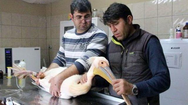 Otelin Balkonunda Yaralı Pelikan Bulundu