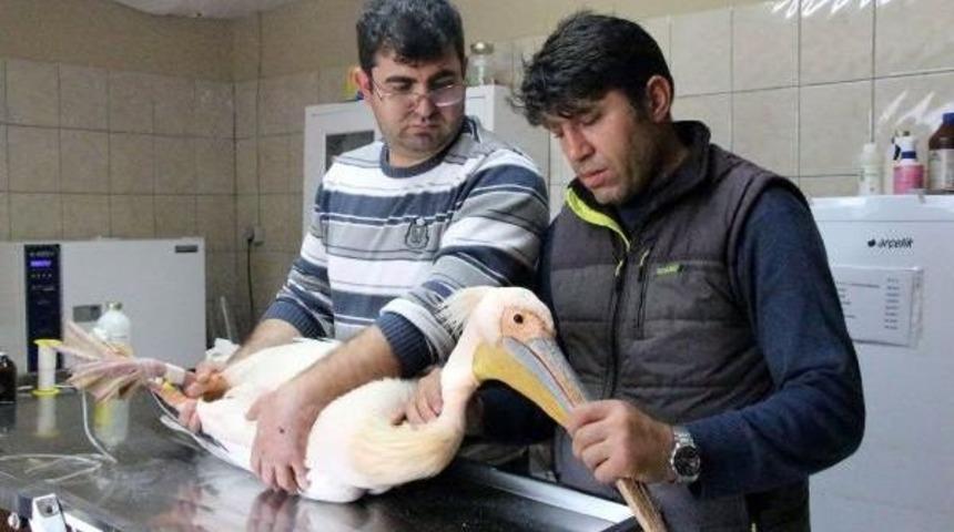 Otelin Balkonunda Yaralı Pelikan Bulundu
