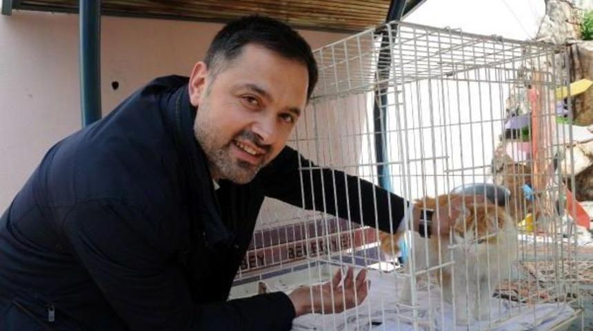 El Bab'ın Kedisi 'barış' Yeni Yuvasında