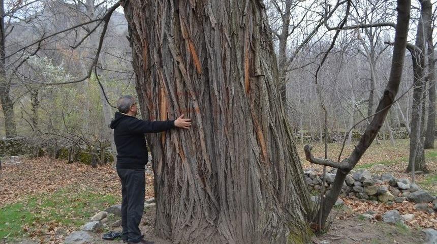 Asırlık Kestane Ağa&ccedil;larını Kestiler
