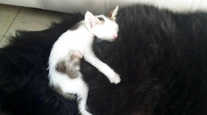 &Uuml;niversiteli &Ccedil;ift 'karre' Adlı K&ouml;peğin G&ouml;z Ameliyatı I&ccedil;in Kampanya Başlattı