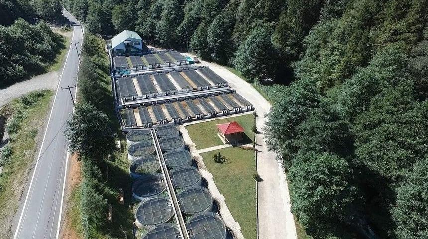 3 Milyon Doğal Alabalık Yavrusu Orman İ&ccedil;i Sularla Buluşacak