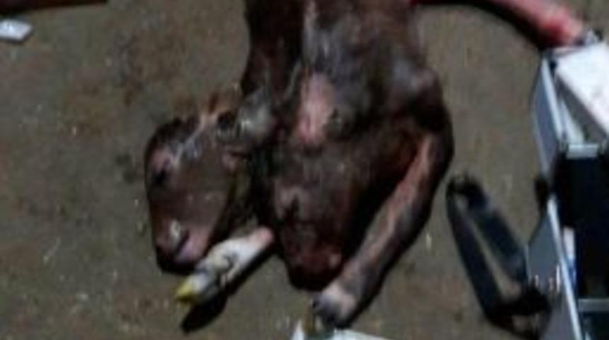 &Ccedil;ift Başlı Doğan Buzağı G&ouml;renleri Şaşırttı