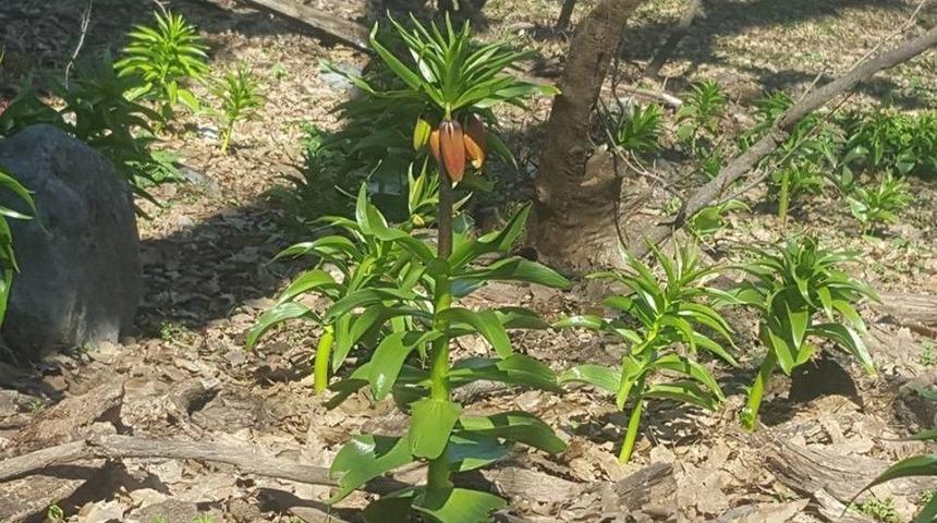 Beyt&uuml;şşebap&rsquo;ta Ters Laleler &Ccedil;i&ccedil;ek A&ccedil;tı
