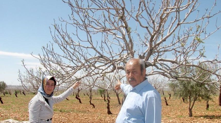 Antepfıstığı &Uuml;reticilerine Karag&ouml;z Kurdu Uyarısı