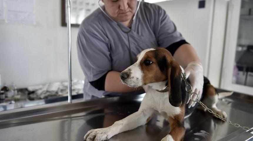 Sahipsiz Hayvanlar Kontrol Altında