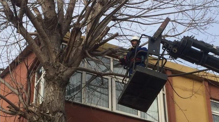 Dilovası&rsquo;nda Ağa&ccedil;lar Budanıyor