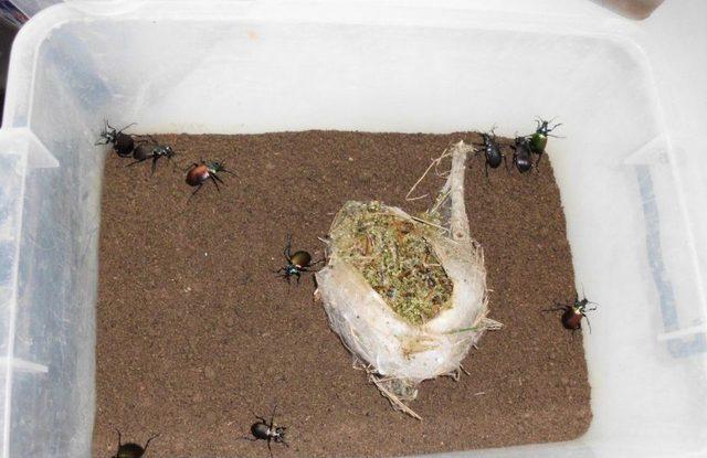 &Ccedil;anakkale&rsquo;de &Ccedil;am Kese B&ouml;ceği M&uuml;cadelesi S&uuml;r&uuml;yor 1