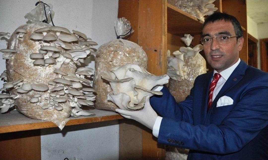 Milas&rsquo;ta Yeni Alternatif Gelir Kaynağı; Kayın Mantarı