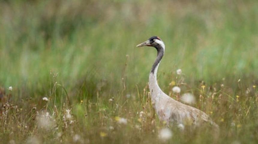 Samsun&rsquo;dan Doğaya Bırakılan Turnadan Sivas&rsquo;ta Sinyal Alındı