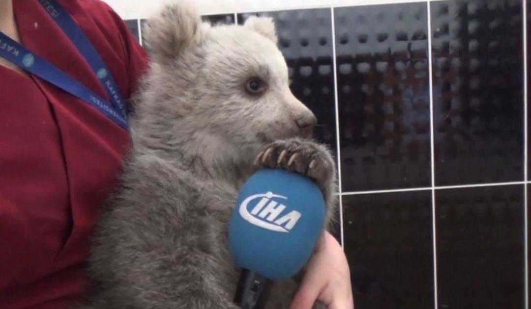 (&ouml;zel Haber) Yavru Ayı Bakıcısını Annesi Sanıyor