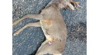 Cide’de Aracın Çarptığı Ceylan Öldü