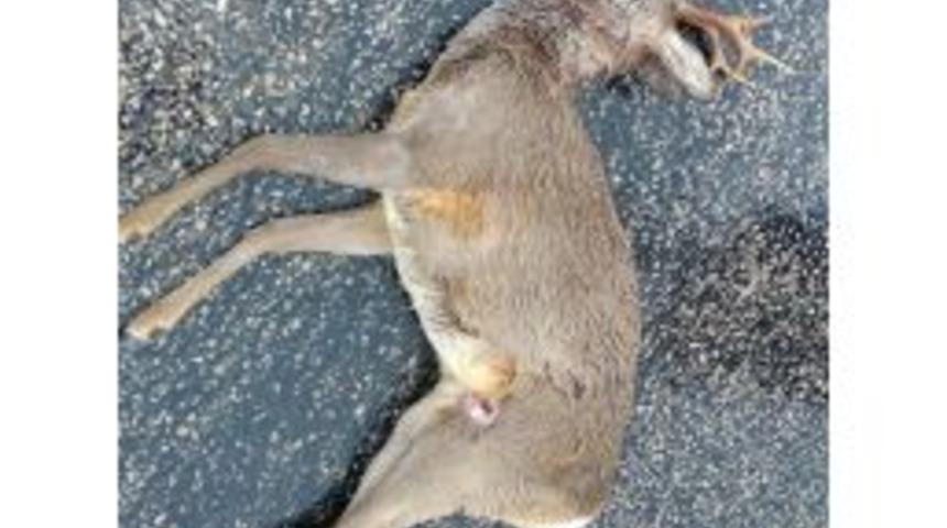 Cide’de Aracın Çarptığı Ceylan Öldü