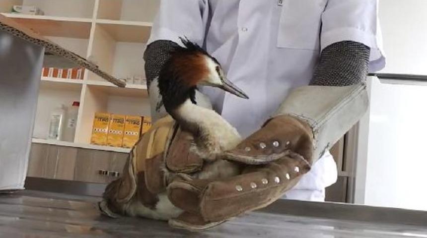 Nesli T&uuml;kenmekte Olan Yaralı Yaban &Ouml;rdeği Koruma Altına Alındı