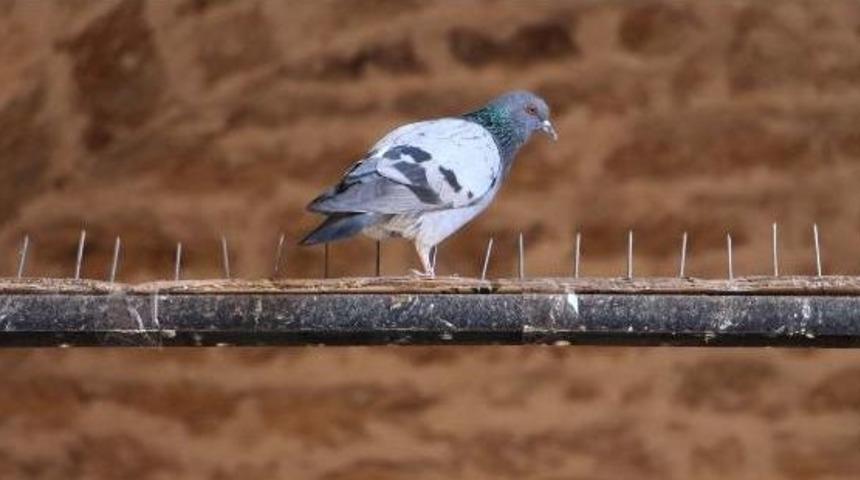 Kuşlar Konmasın Diye '&ccedil;ivili' &Ouml;nlem