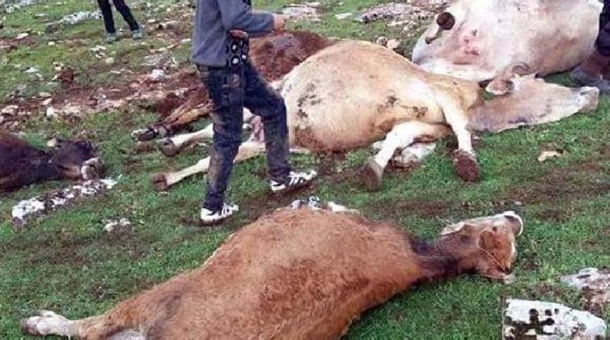 S&uuml;r&uuml;ye Yıldırım D&uuml;şt&uuml;; 15 Inek Telef Oldu