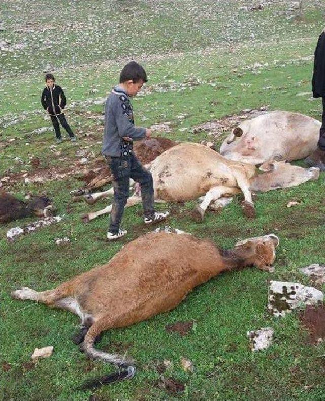 Sürüye Yıldırım Düştü; 15 Inek Telef Oldu