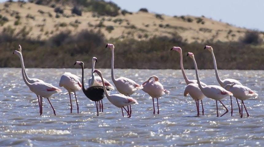 Siyah Flamingo Objektiflere Takıldı