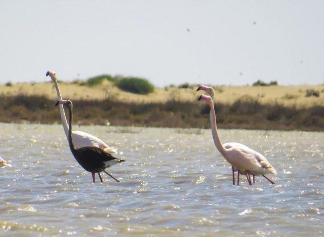 Dünya Üzerinde Nadir Görülen Siyah Flamingo Adana’da Görüntülendi