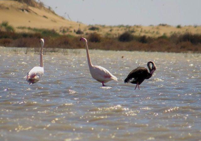 Dünya Üzerinde Nadir Görülen Siyah Flamingo Adana’da Görüntülendi