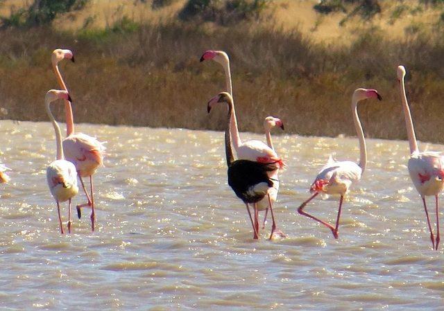 Dünya Üzerinde Nadir Görülen Siyah Flamingo Adana’da Görüntülendi