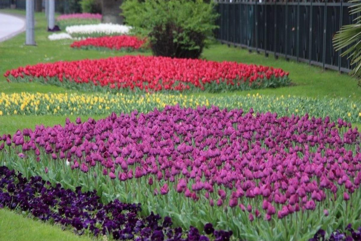 Laleler Samsun&rsquo;da Bir Başka A&ccedil;ıyor