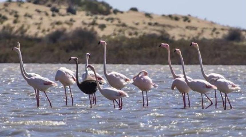 Siyah Flamingo Adana'da Görüntülendi