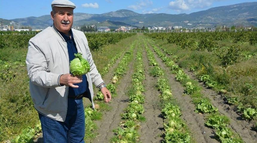 S&ouml;ke&rsquo;de 50 Bin K&ouml;k Marul Tarlada Kaldı
