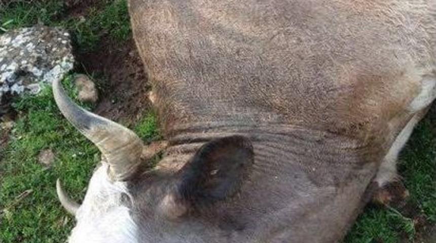 Yıldırımın D&uuml;şt&uuml;, 15 İnek Telef Oldu