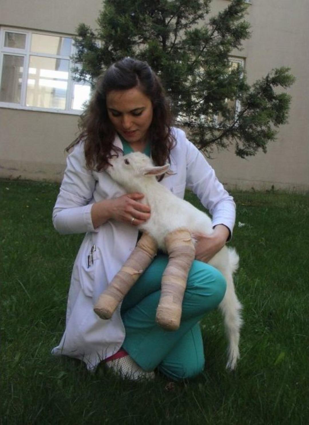 (&ouml;zel Haber) Y&uuml;r&uuml;yemeyen Yavru Ke&ccedil;iyi Zıplattılar