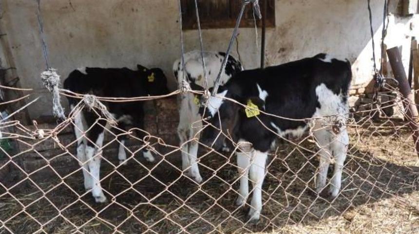 Chp'li Eski Başkan Buzağısına 'hayır' Adını Verdi