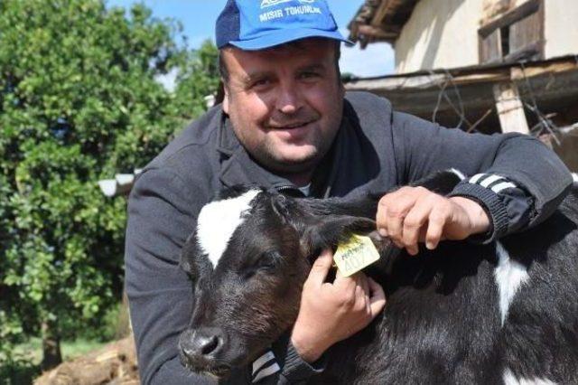 Chp li Eski Başkan Buzağısına  hayır  Adını Verdi 1