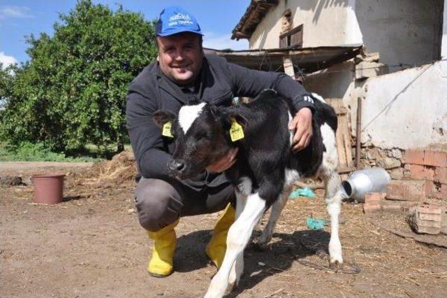 Chp li Eski Başkan Buzağısına  hayır  Adını Verdi 2